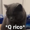 *Q rico⭑