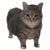 Meow Meow Meow 7