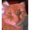 Meow Meow Meow 8