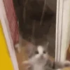 🎵 TIKTOKeando 36🎵 14