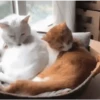 GATOS animados 🐈🐈‍⬛🐾 11