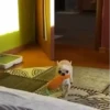 Virales de tiktok 📲 12