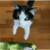 GATOS animados 🐈🐈‍⬛🐾 5