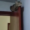 Gatos😺💞6🇵🇪Movi 25