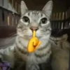 Gatos😺💞6🇵🇪Movi 26