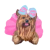 Cute 💓 🐶Dogs .mov 27