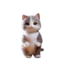 🐱🐈 DaNcInG CaT 🐈🐱 21