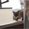 GATOS animados 🐈🐈‍⬛🐾 14
