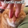 Cuchi cuchi