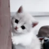 Gatos😺💞8🇵🇪Movi 30