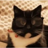 GATOS animados 🐈🐈‍⬛🐾 9