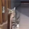 Gatos😺💞6🇵🇪Movi 28