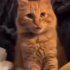 Gatos😺💞6🇵🇪Movi 30