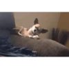 🐶Chihuahua 🐶Mov 5