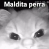 Gatos pa Responder🐱🌼 6
