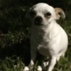 🐶Chihuahua 🐶Mov 6