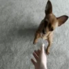 🐶Chihuahua 🐶Mov 7