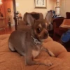🐶Chihuahua 🐶Mov 8