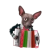 Animales Random pa contestar 💬 15