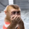 Monos 3🐒 changos🙈 6
