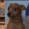 🐶Chihuahua 🐶Mov 9