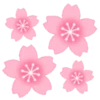 Sakura flowers 🌸 MOV 6