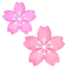 Sakura flowers 🌸 MOV 7