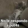 Gatos pa Responder🐱🌼 7