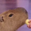 Capibara 🌱🌱 5