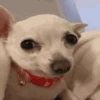 🐶Chihuahua 🐶Mov 10