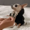 🐶Chihuahua 🐶Mov 11