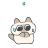 Gatito Siames 🐱 10
