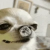 🐶Chihuahua 🐶Mov 12