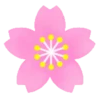 Sakura flowers 🌸 MOV 10