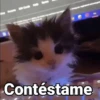 Gatos pa Responder🐱🌼 15