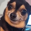 🐶Chihuahua 🐶Mov 13