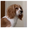 Perros | Reacciones 🐾🍁 6