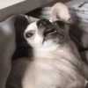 🐶Chihuahua 🐶Mov 14
