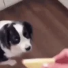 Tiny Taste Test