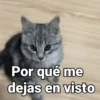 Gatos pa Responder🐱🌼 18