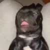 Perritos Moods🐶🫐 7