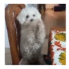 Perros | Reacciones 🐾🍁 7