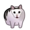 Gatos😺💞7🇵🇪Movi 11