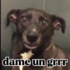 dame un grrr