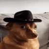 🐶Chihuahua 🐶Mov 15