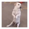 Perros | Reacciones 🐾🍁 8