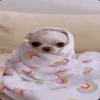 🐶Chihuahua 🐶Mov 17