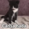 Gatos pa Responder🐱🌼 11
