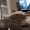 Mix Gif Bib.🧸֍1🇲🇽Movi 19