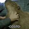 Capibara 🌱🌱 8